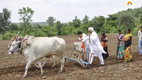 Sangli Rabbi Perani