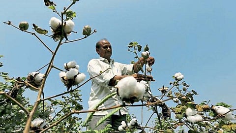 Cotton Market Rate