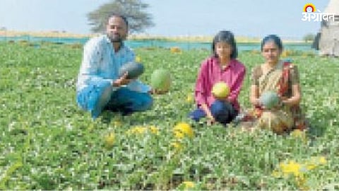 Watermelon Cultivation