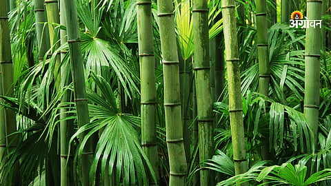 Bamboo Processing