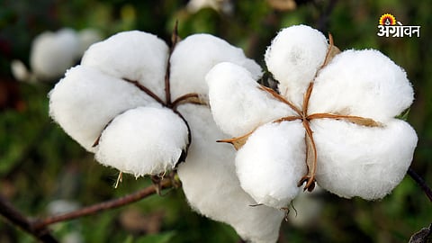 Cotton Rate