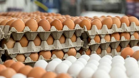Egg Rate