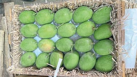 Devgad Hapus Mango