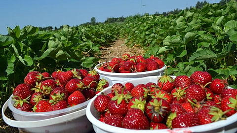 Strawberry Production