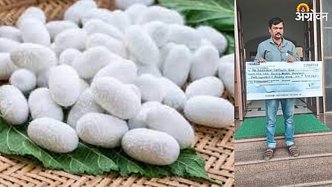 Silk Farming