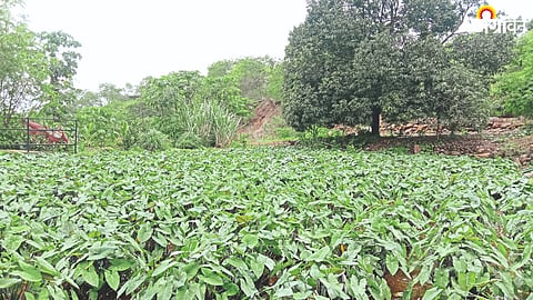 Alu Production