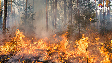 Forest Fire