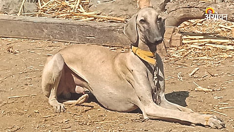 Caravan Dog