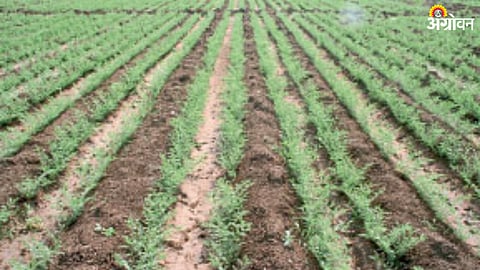 Chana production