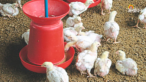 Chicken Feed