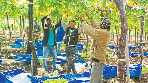 Grape Crop