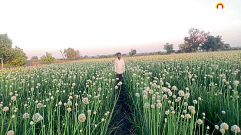Onion Seed