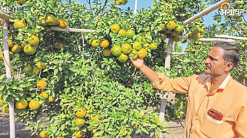 Orange Production