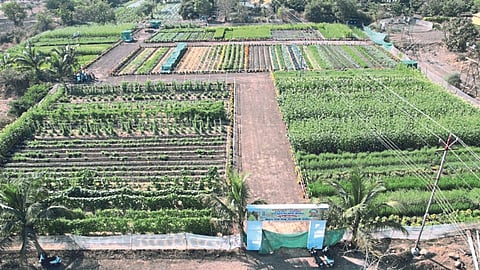 organic Farming