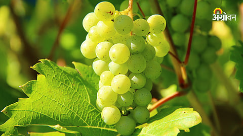 Grape