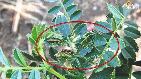 Chana Pod Borear