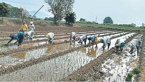 Onion Cultivation