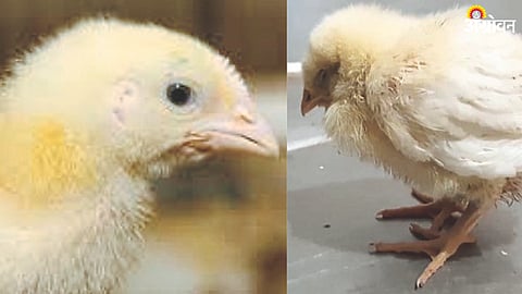 Poultry