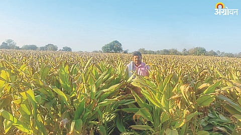 Turmeric Management