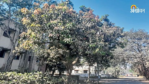 Amba Mohar