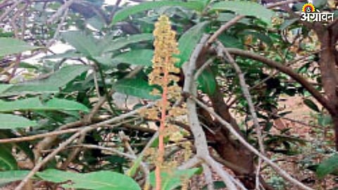Amba Mohar