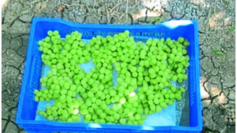 Grape Harvest