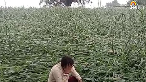 Crop Damage