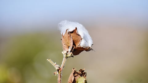 Cotton