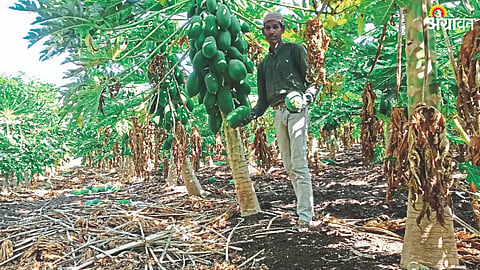 Jalgaon News: Fruit Crop