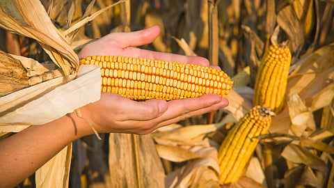 Maize Market