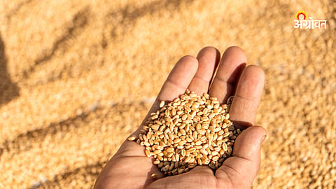 Wheat Rate