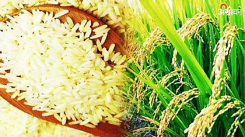 Rice