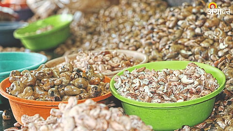 Cashew Processing