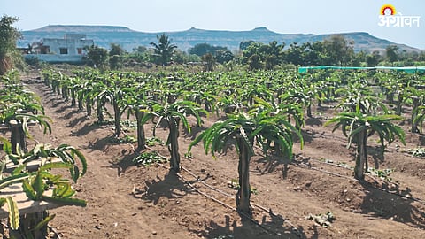 Horticulture Crop