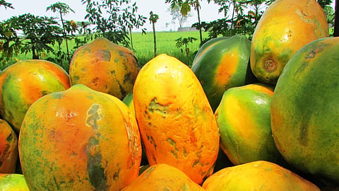 Papaya Market