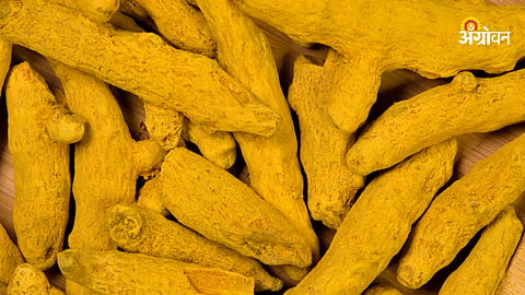 Turmeric Rate