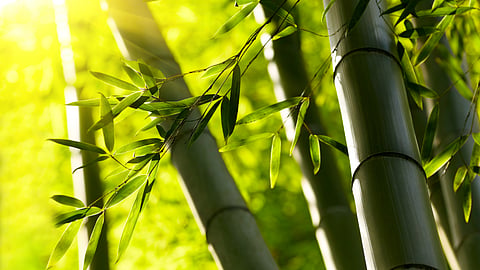 Bamboo Farming