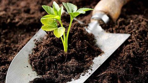Bio Fertilizers