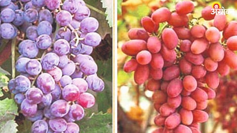 Grape Crop