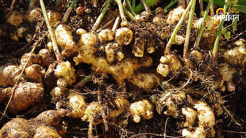 Ginger
