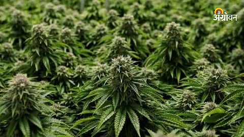 Ganja Sheti