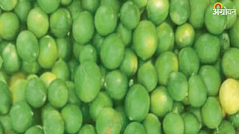 Lemon Rate