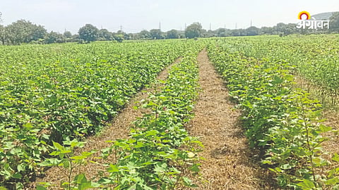 Dry Land Farming