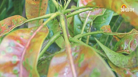 Crop Advisory