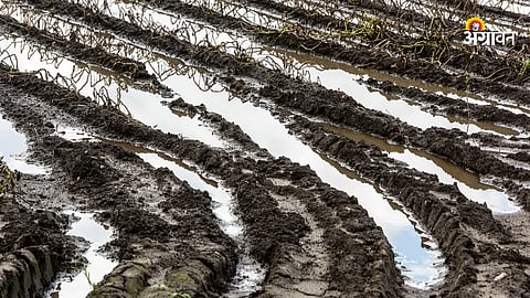 Crop Insurance