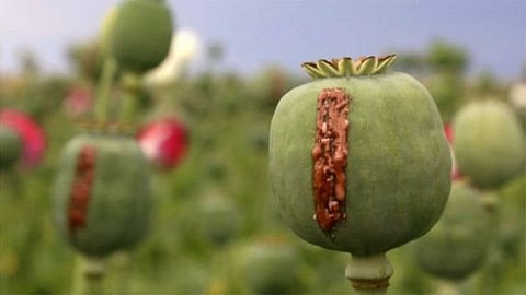 Opium