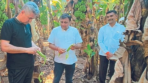 Banana Market : जळगावात केळी पट्ट्यात इराणच्या खरेदीदारांची पाहणी