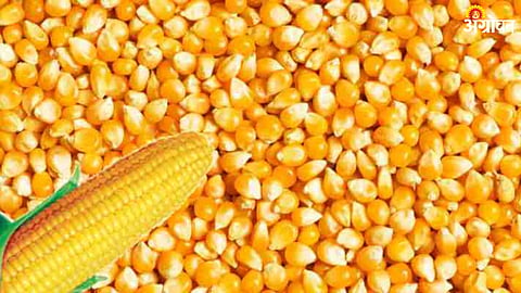 Maize