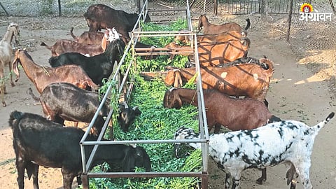 Goat Farming