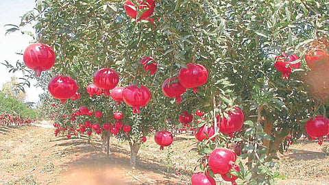 Pomegranate
